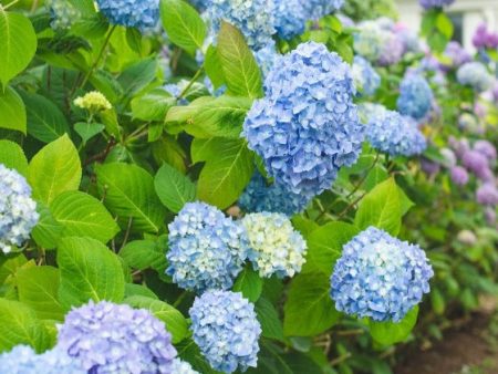 All Summer Beauty Hydrangea Supply