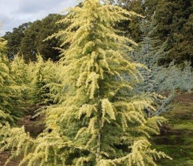 Golden Deodar Cedar Online