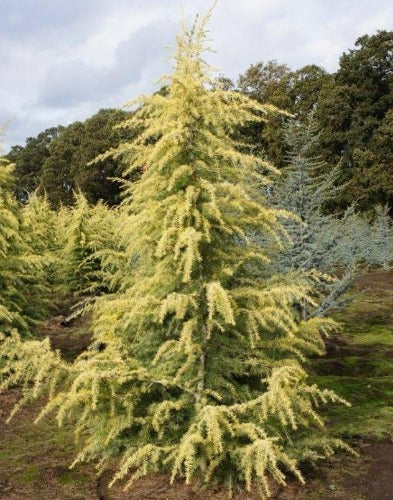 Golden Deodar Cedar Online