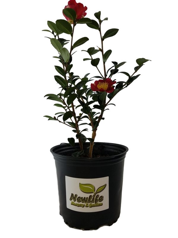 Yuletide Red Camellia Sasanqua For Sale