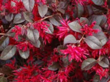 Ever Red® Fringe Flower Loropetalum Discount