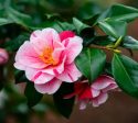 Tri color Variegated Camellia Japonica Sale