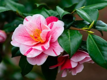 Tri color Variegated Camellia Japonica Sale