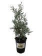 Blue Ice Arizona Cypress Tree Online now