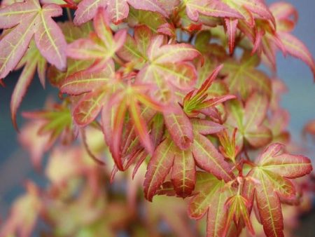 Beni Hime Dwarf Japanese Maple Online Hot Sale