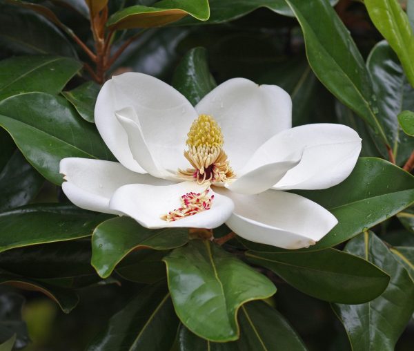 Brackens Brown Beauty Southern Magnolia Fashion