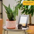 Costa Farms Live Snake Plant, Easy to Grow Houseplant in Indoor Decorative Plant Pot, Grower s Choice House Plant in Potting Soil, Housewarming Gift, Room Decor, 1-2 Feet Tall Online Sale