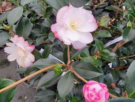 Bobs Supreme Camellia Sasanqua Sale