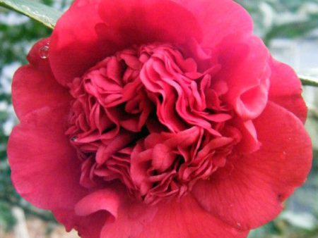 Professor Sargent Red Camellia Japonica Fashion