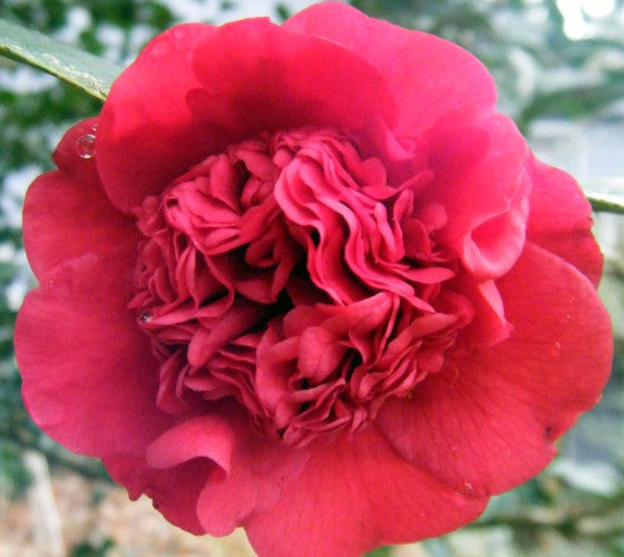 Professor Sargent Red Camellia Japonica Fashion