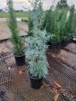 Blue Ice Arizona Cypress Tree Online now