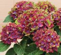 Pistachio Next Generation Mophead Hydrangea Cheap