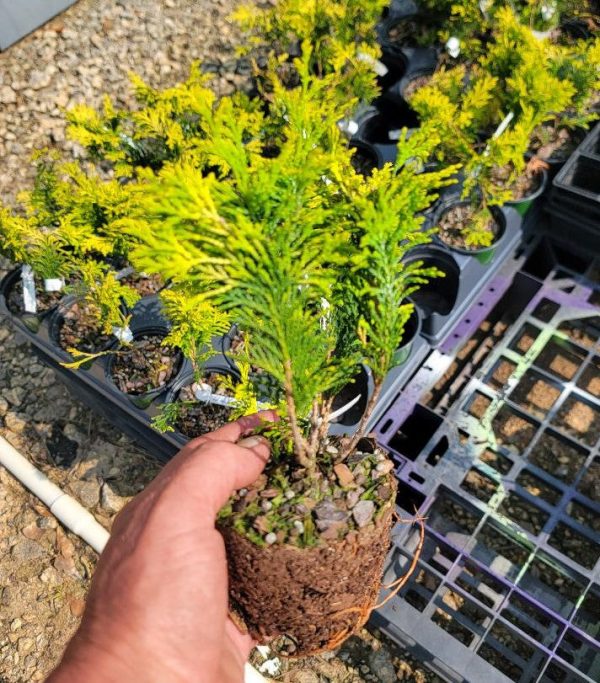 Crippsii Golden Hinoki Cypress Hot on Sale