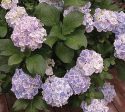 Wedding Ring Next Generation Hydrangea Cheap