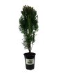 Blue Cone Arborvitae ( Thuja ) Discount