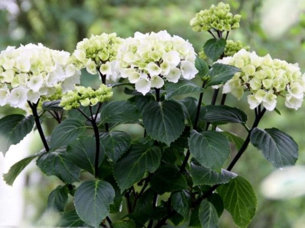 Onyx Zebra White Mophead Hydrangea Cheap