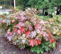 Sikes Dwarf Oakleaf Hydrangea Sale