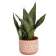 Costa Farms Live Snake Plant, Easy to Grow Houseplant in Indoor Decorative Plant Pot, Grower s Choice House Plant in Potting Soil, Housewarming Gift, Room Decor, 1-2 Feet Tall Online Sale