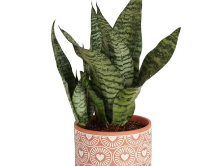 Costa Farms Live Snake Plant, Easy to Grow Houseplant in Indoor Decorative Plant Pot, Grower s Choice House Plant in Potting Soil, Housewarming Gift, Room Decor, 1-2 Feet Tall Online Sale