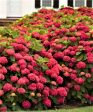 Red Sensation Next Generation Hydrangea Hot on Sale