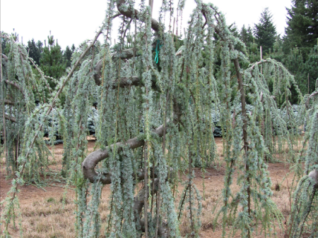 Weeping Blue Atlas Cedar For Discount