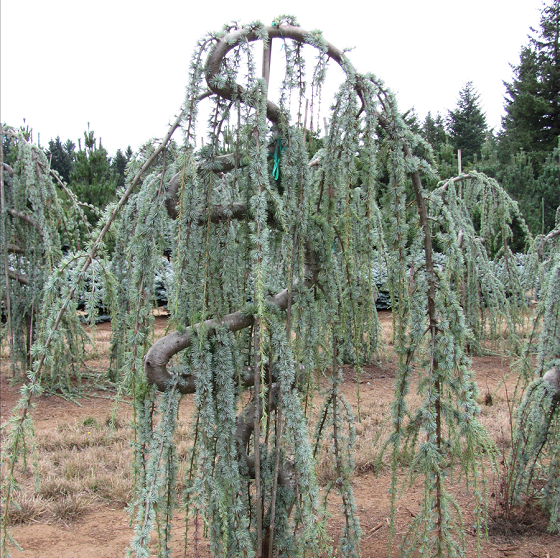 Weeping Blue Atlas Cedar For Discount