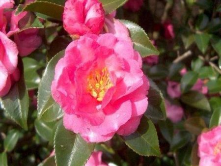 Shishi Gashira Camellia Sasanqua Online Hot Sale