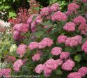 Invincibelle® Spirit Smooth Hydrangea Online now