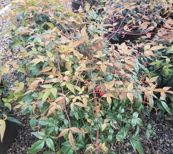 Harbor Belle Nandina ( heavenly bamboo ) Fashion