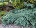 Prostrate Beauty Deodar Cedar Hot on Sale