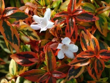 Kaleidoscope Abelia Grandiflora Discount