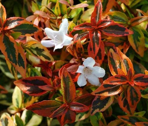 Kaleidoscope Abelia Grandiflora Discount