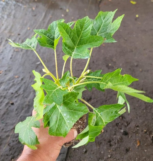 Munchkin Dwarf Oakleaf Hydrangea Cheap