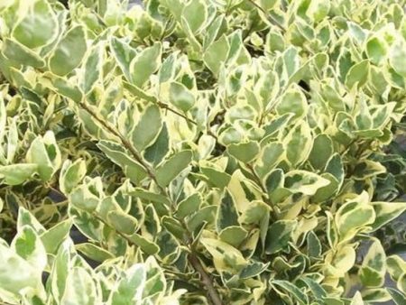 Jack Frost Ligustrum ( variegated privet ) Hot on Sale