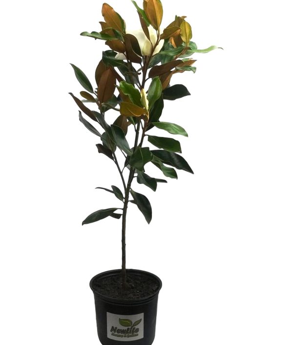 Little Gem Southern Magnolia Grandiflora For Sale