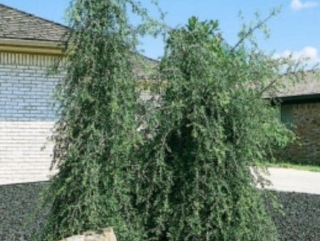 Weeping Yaupon Holly Tree Online Hot Sale