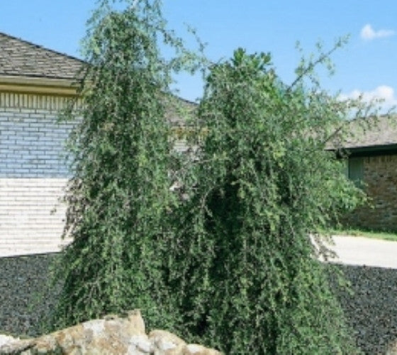 Weeping Yaupon Holly Tree Online Hot Sale