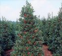 Robin™ Red Holly Tree Sale