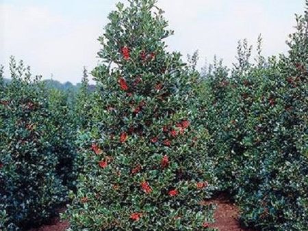 Robin™ Red Holly Tree Sale