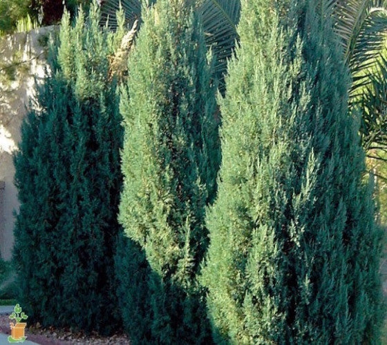 Blue Point Upright Juniper Tree For Cheap