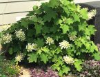 Pee Wee Dwarf Oakleaf Hydrangea on Sale