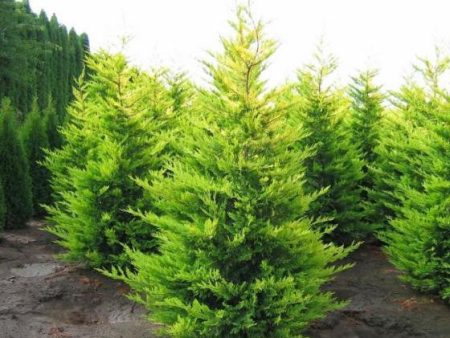 Gold Rider Leyland Cypress Discount