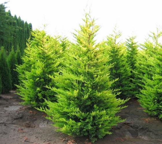 Gold Rider Leyland Cypress Discount