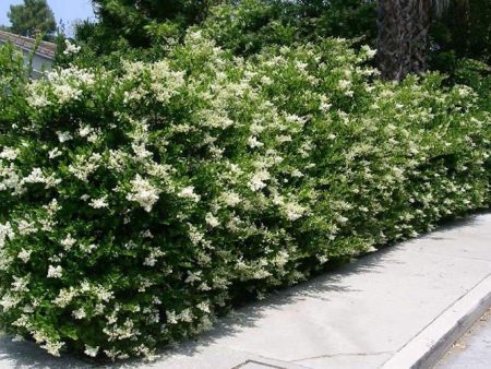 Recurve Ligustrum ( wavy leaf privet ) Fashion