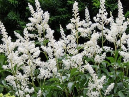 Bridal Veil White Astilbe ( false spirea ) Online Sale