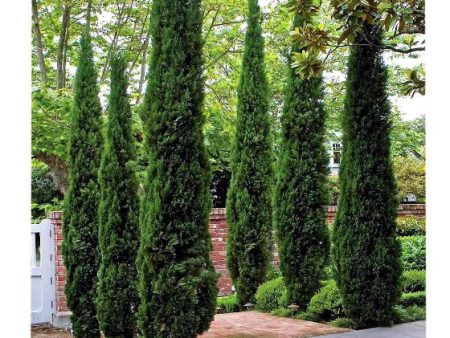 Italian Cypress  ( Cupressus ) on Sale