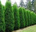 Emerald Green Arborvitae ( Thuja ) Supply