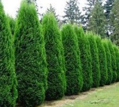 Emerald Green Arborvitae ( Thuja ) Supply