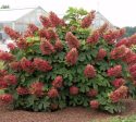 Ruby Slippers Oakleaf Hydrangea Online now