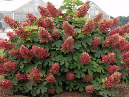 Ruby Slippers Oakleaf Hydrangea Online now